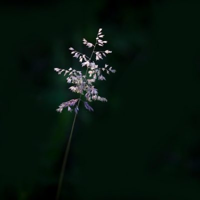 blade-of-grass-1528497_1280